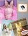 catCards